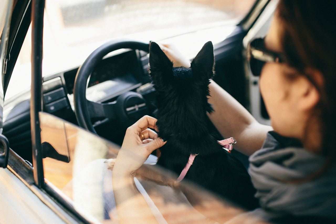 kaboompics.com_Little dog traveling in the car with his owner